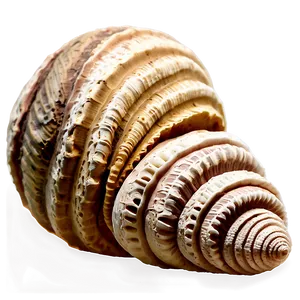 Ancient Fossilized Shells Png 97 PNG Image