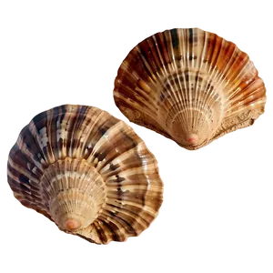 Ancient Fossilized Shells Png Ued PNG Image