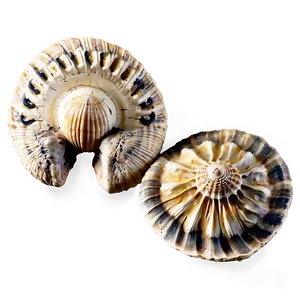 Ancient Fossilized Shells Png Via66 PNG Image