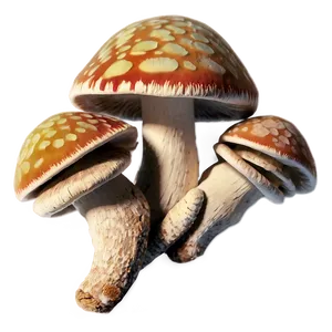 Ancient Fungi Png 9 PNG Image