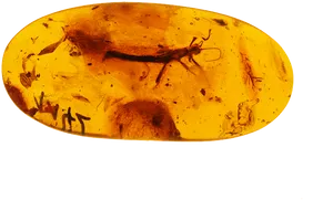 Ancient Insects Trappedin Amber PNG Image