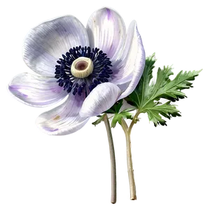 Anemone Botanical Art Png Xwd PNG Image