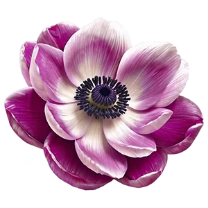 Anemone Clipart Png 35 PNG Image