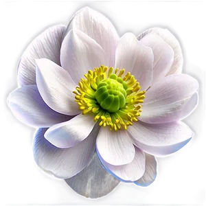 Anemone Pattern Png Qoo PNG Image