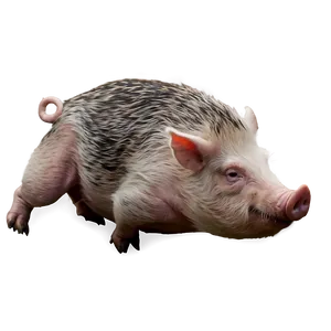 Angry Hog Png Twj19 PNG Image