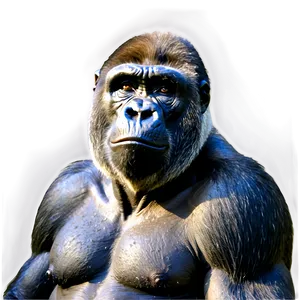 Angry Silverback Gorilla Png 59 PNG Image