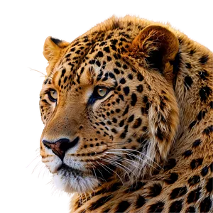 Animal Profile Picture Png 71 PNG Image