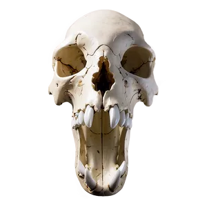 Animal Skull C PNG Image