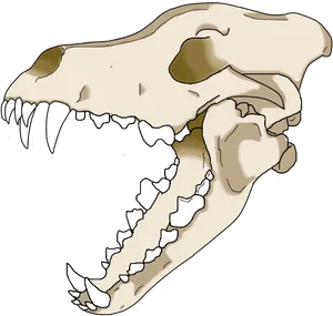 Animal_ Skull_ Illustration.png PNG Image