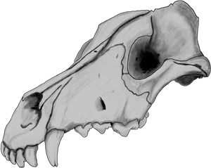 Animal Skull Side View Drawing PNG Image