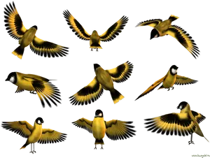 Animated Birds In Flight PNG Image