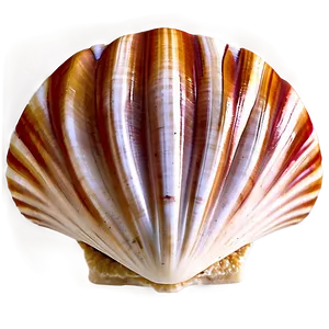 Animated Clam Shell Png 59 PNG Image