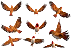 Animated_ Flock_of_ Birds_in_ Flight PNG Image