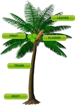 Annotated Coconut Tree Parts PNG Image