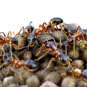 Ant Colony March PNG 72 PNG