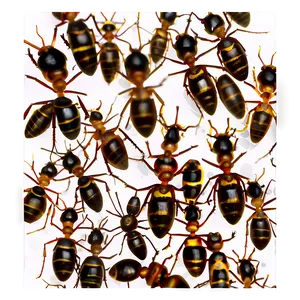 Ant Colony Png Xov PNG Image