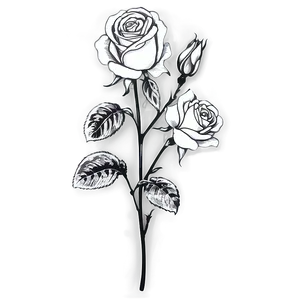 Antique Rose Black And White Png 42 PNG Image