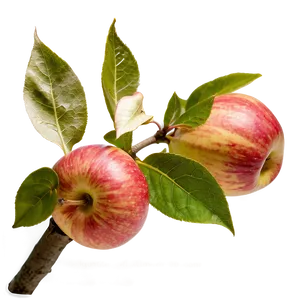 Apple Orchard Pick Png Miy PNG Image