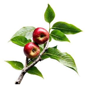 Apple Tree Branch Png Bgd64 PNG Image