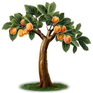 Apricot Tree Png 06282024 PNG Image