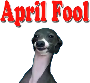 April Fool Dog Smiling PNG Image