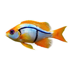 Aquarium Fish Varieties Png Dnf75 PNG Image