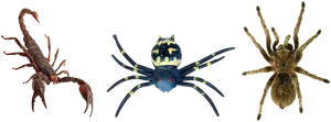 Arachnid Variety Showcase PNG Image