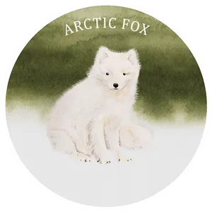 Arctic Fox Illustration PNG Image