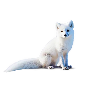 Arctic Fox North Pole Png Mxd45 PNG Image