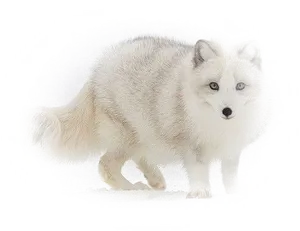 Arctic Foxin Snow PNG Image