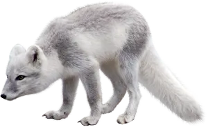 Arctic Foxin Winter Coat PNG Image