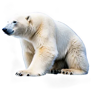 Arctic Polar Bear Png 24 PNG Image