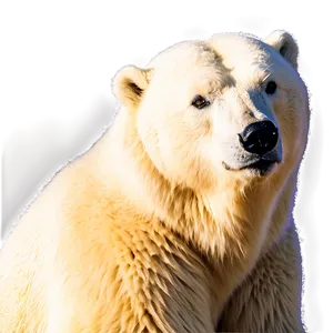 Arctic Polar Bear Png Duu30 PNG Image