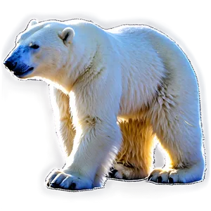 Arctic Polar Bear Png Sje55 PNG Image