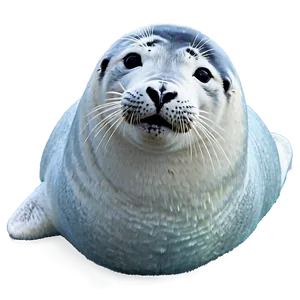 Arctic Seal PNG 05242024 PNG