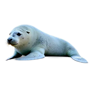 Arctic Seal PNG Dva45 PNG