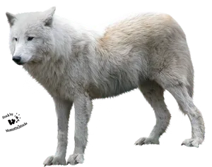 Arctic White Wolf Isolated.png PNG Image