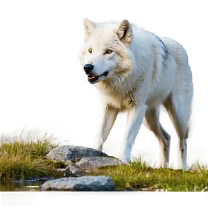 Arctic Wolf In Nature Png Hnf PNG Image