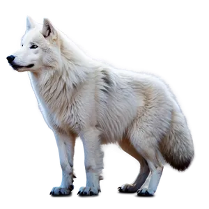 Arctic Wolf Pup Png Hcc PNG Image