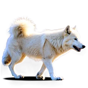 Arctic Wolf Stalking Png Ikl86 PNG Image