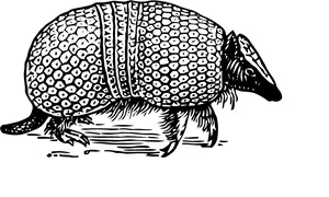 Armadillo Illustration Black White PNG Image