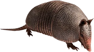 Armadillo Side View.png PNG Image