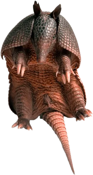 Armadillo Standing Transparent Background PNG Image