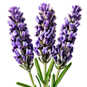 Aromatic Lavender Flowers Png Tdg PNG Image