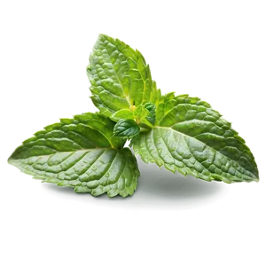 Aromatic Mint Leaves Png Dtp77 PNG Image