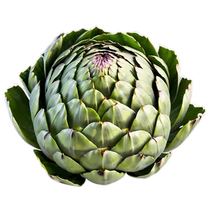 Artichoke Print Png Okh19 PNG Image