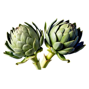 Artichoke Print Png Qfb PNG Image