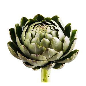 Artichoke Texture Png Uhb84 PNG Image