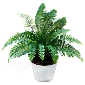 Artificial Fern Plant Png Jjw66 PNG Image