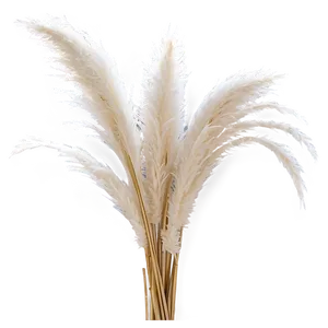 Artificial Pampas Grass Png 06122024 PNG Image